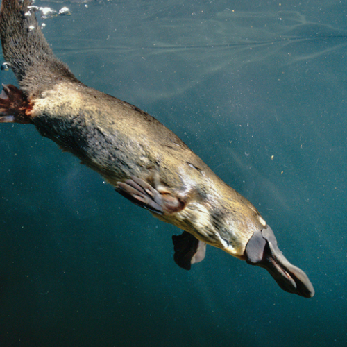 Platypus