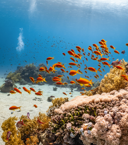 Screen, Map groups of species