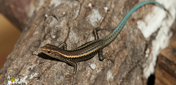 Christmas Island Blue-Tailed Skink Detection