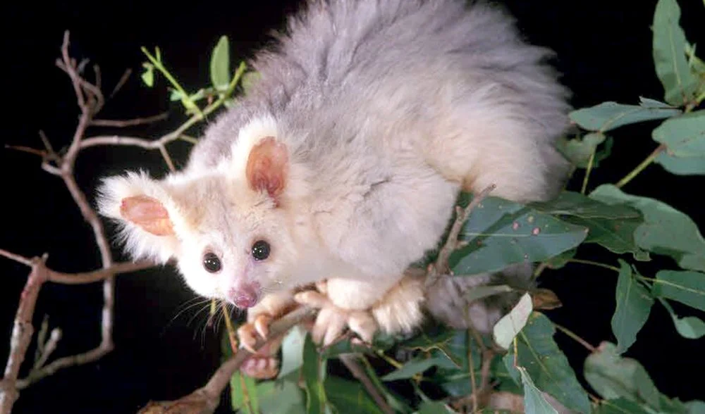 Detection of Greater Glider in Queensland using eDNA