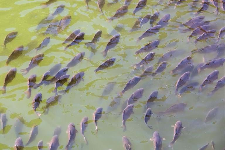 Case Study Wimmera CMA Carp