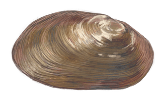 Southern River Mussel eDNA test
