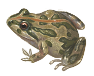 Spotted Marsh Frog eDNA test